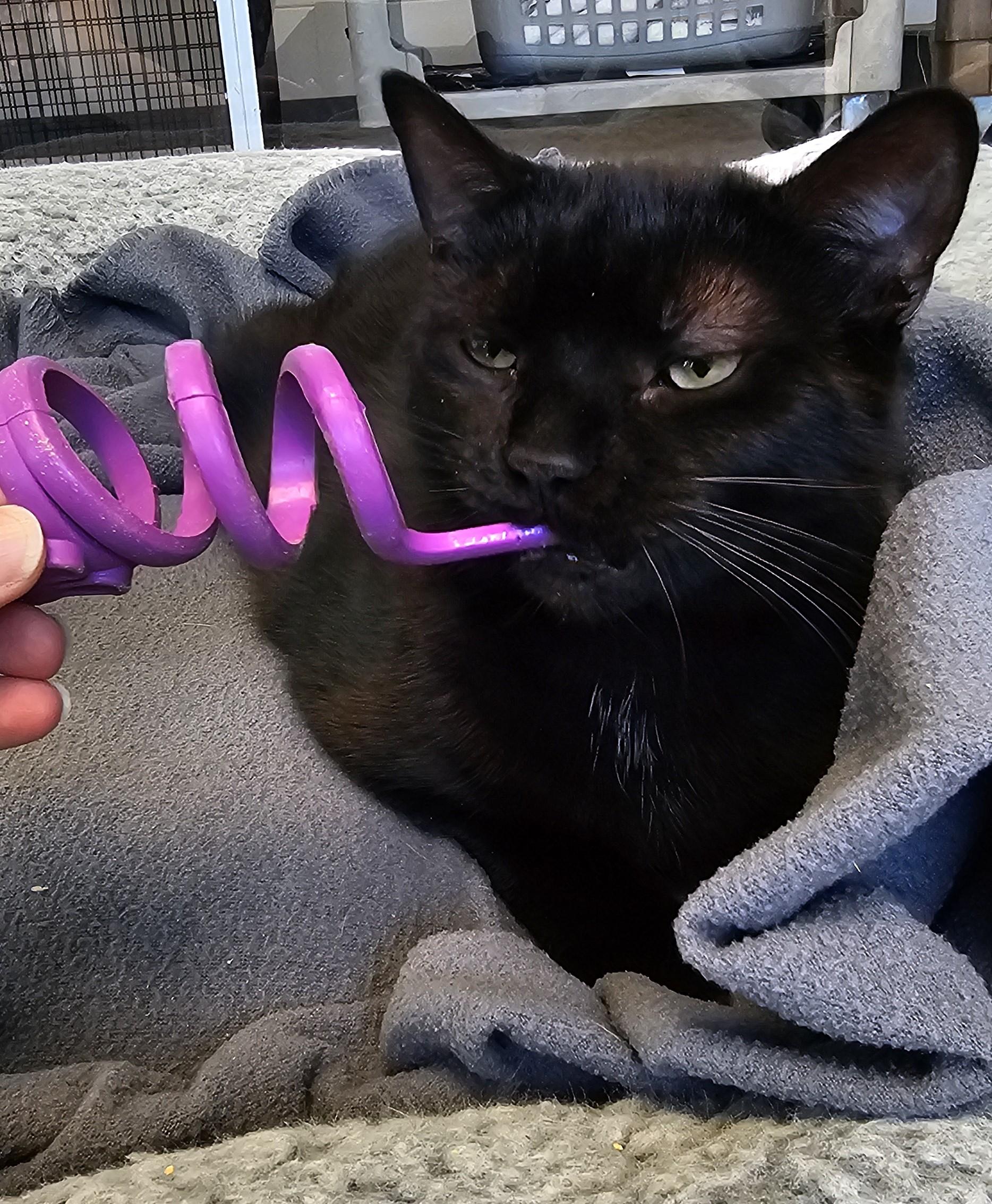 Enlarge Garth, a Adoptable Domestic Short Hair in Cedar Rapids, IA image 4/5