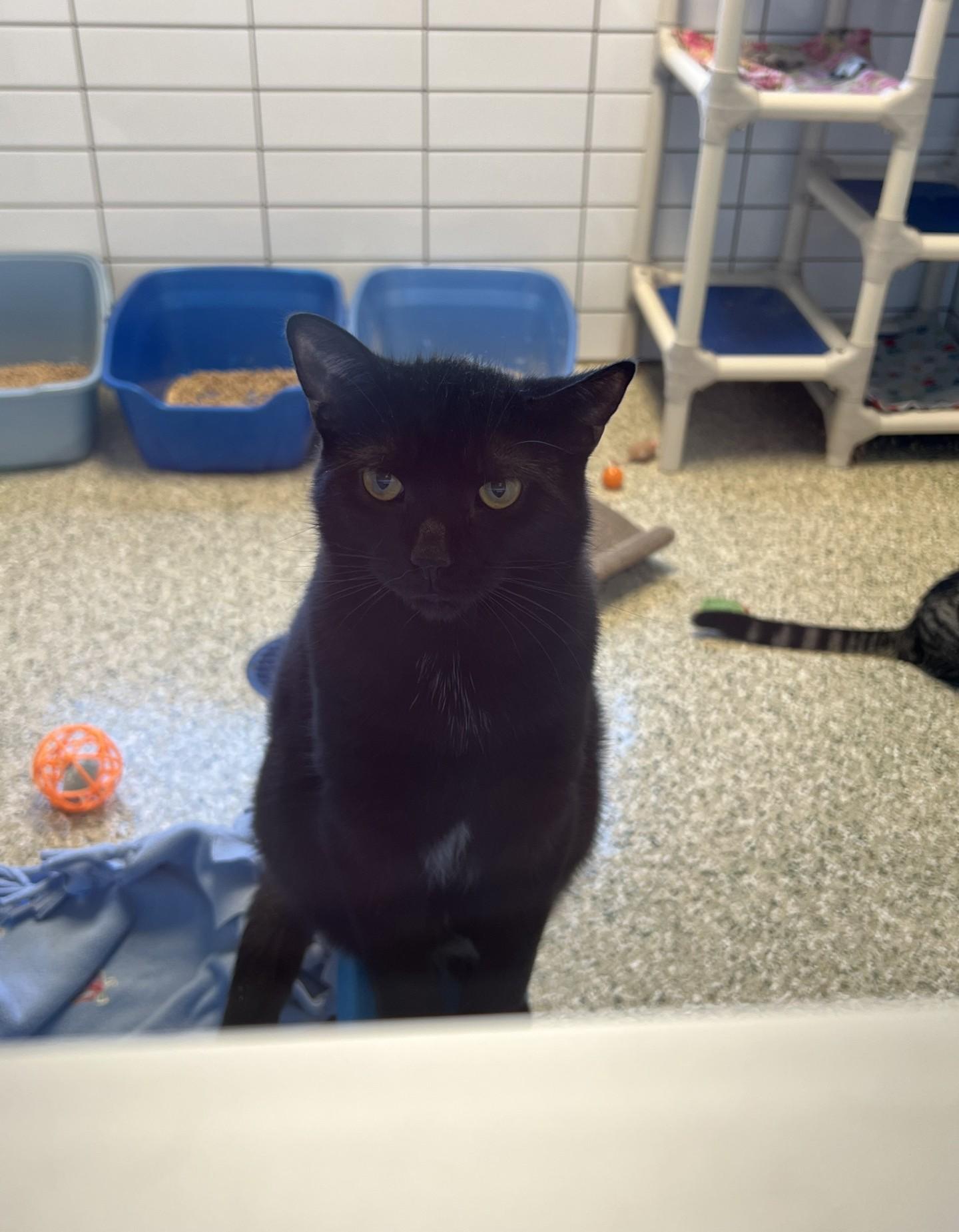 Garth, Adoptable, Adult Male Domestic Short Hair.