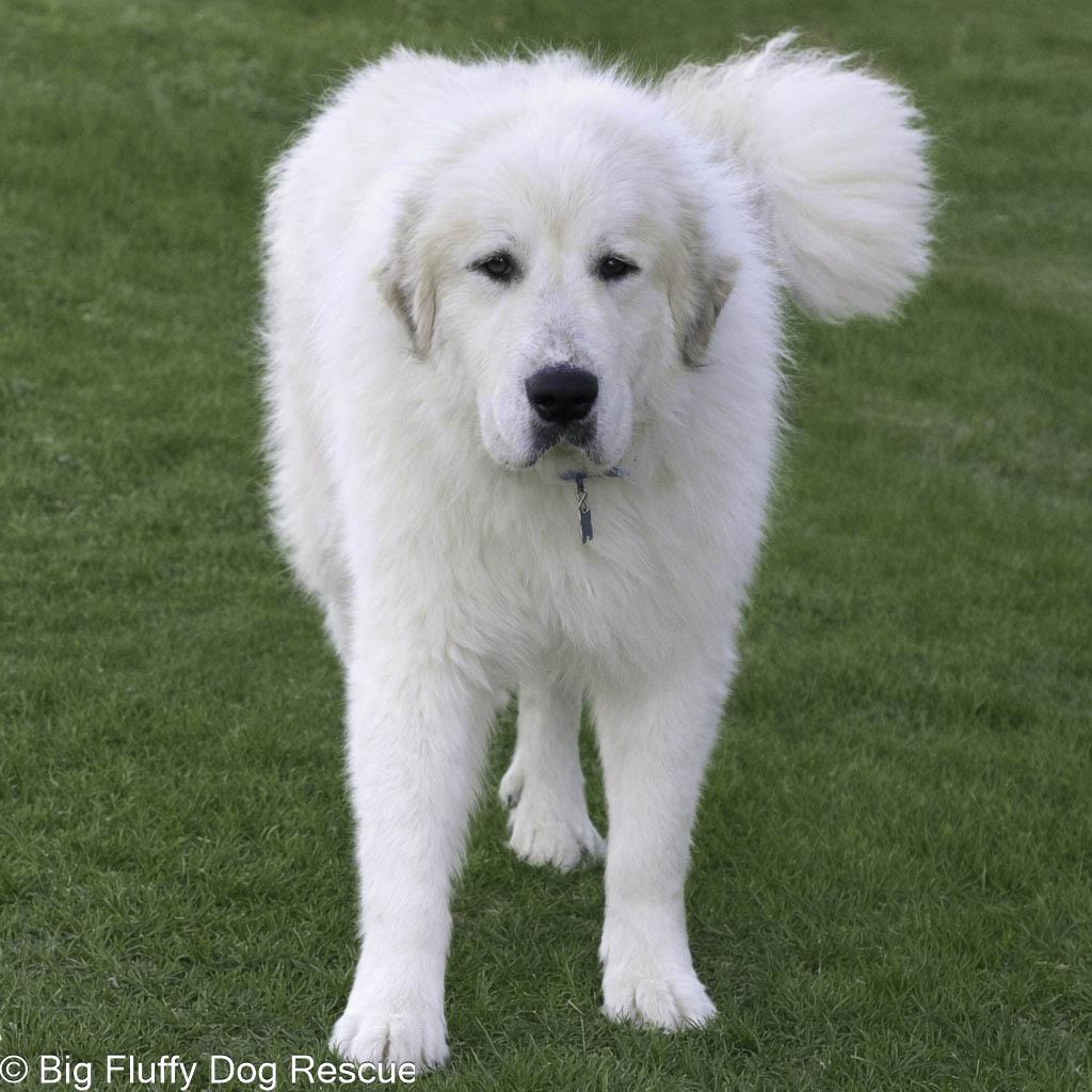 Bron, an adopted Great Pyrenees in Nashville, TN image 3/3