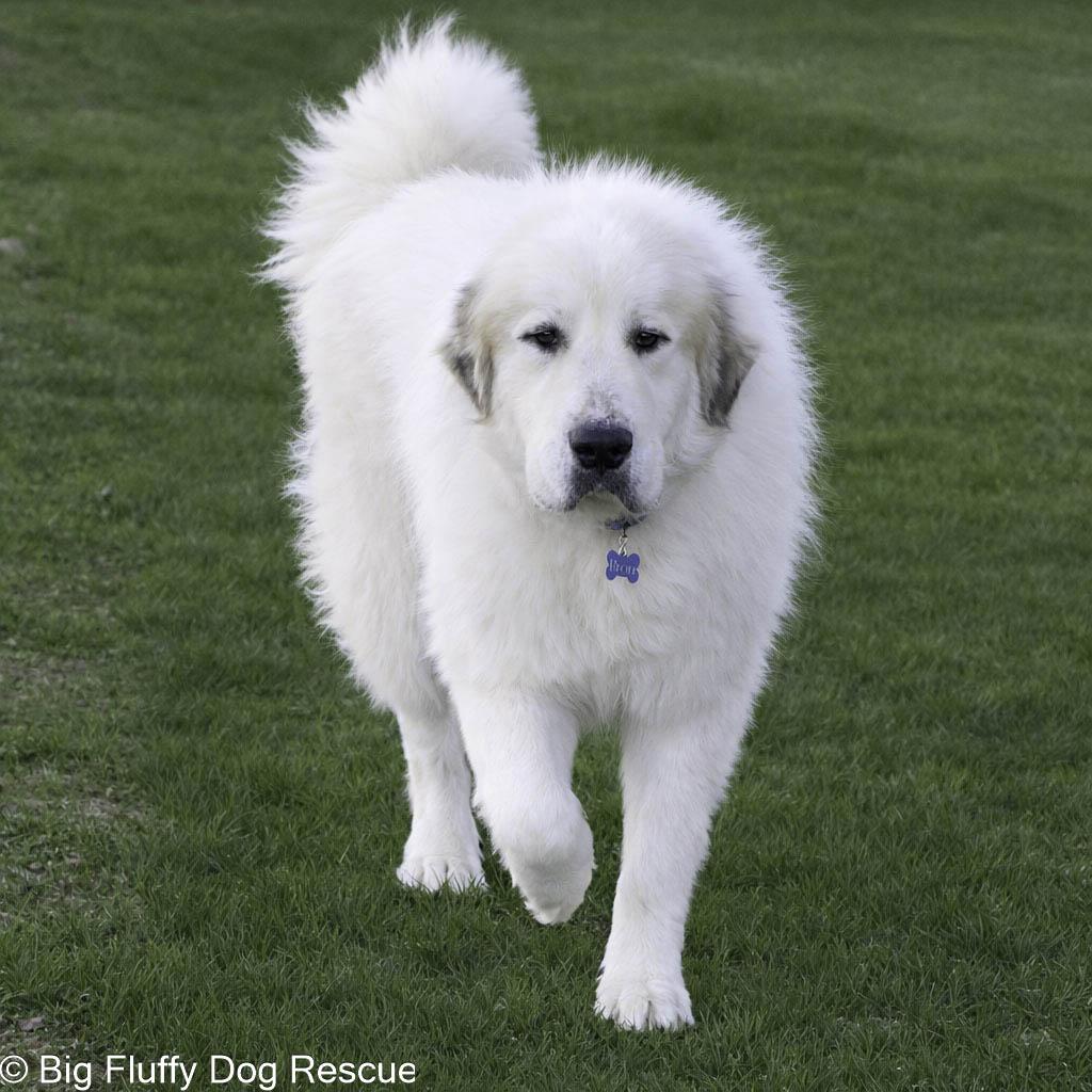 Bron, an adopted Great Pyrenees in Nashville, TN image 2/3
