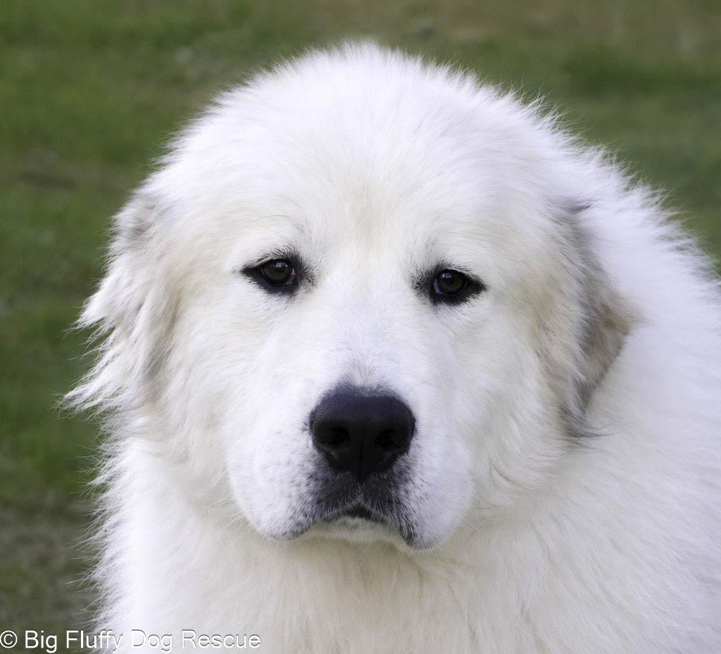 Bron, an adopted Great Pyrenees in Nashville, TN image 1/3