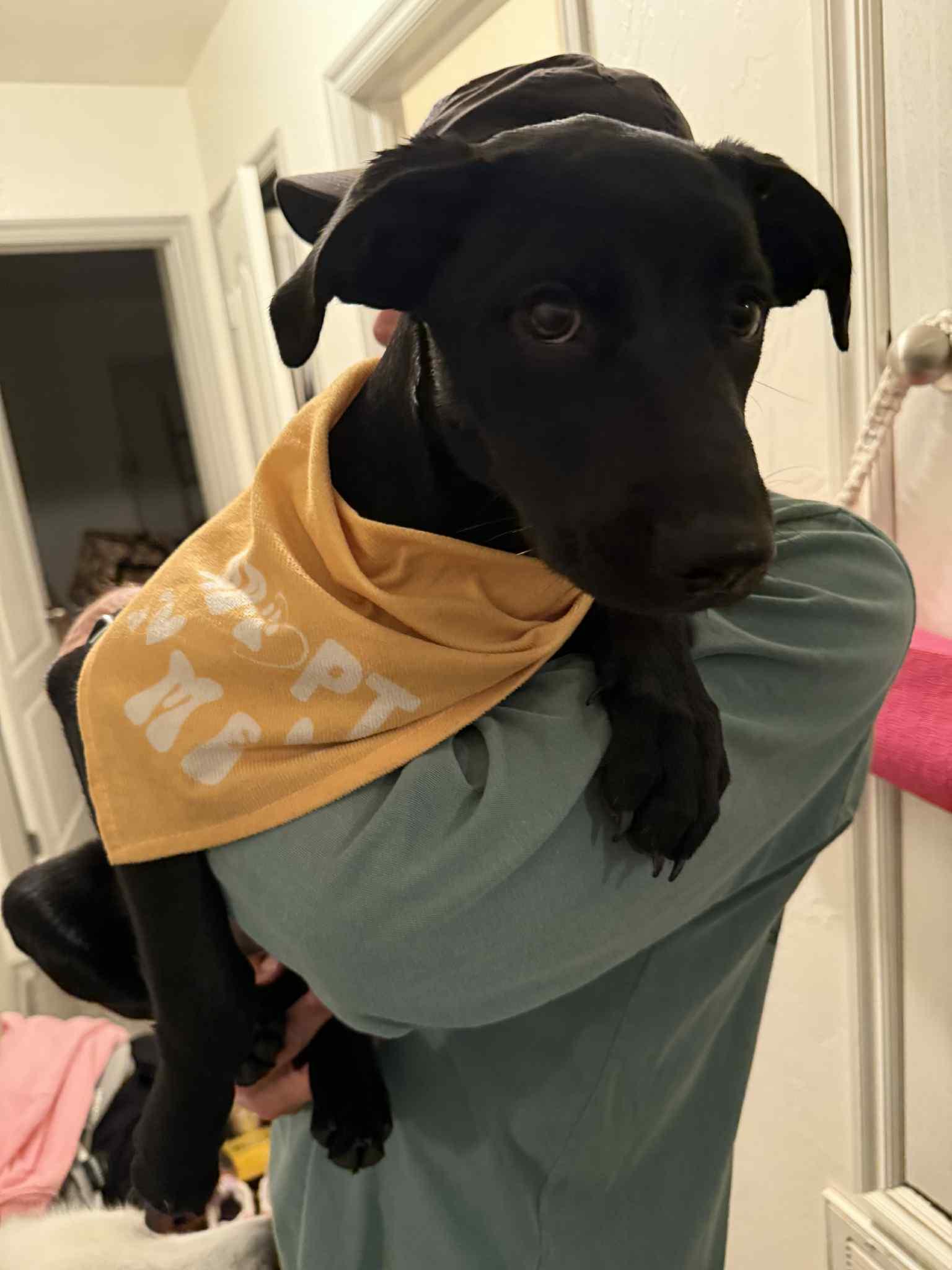 Enlarge Izzy, a Adoptable mixed breed in Meeker, OK image 2/6