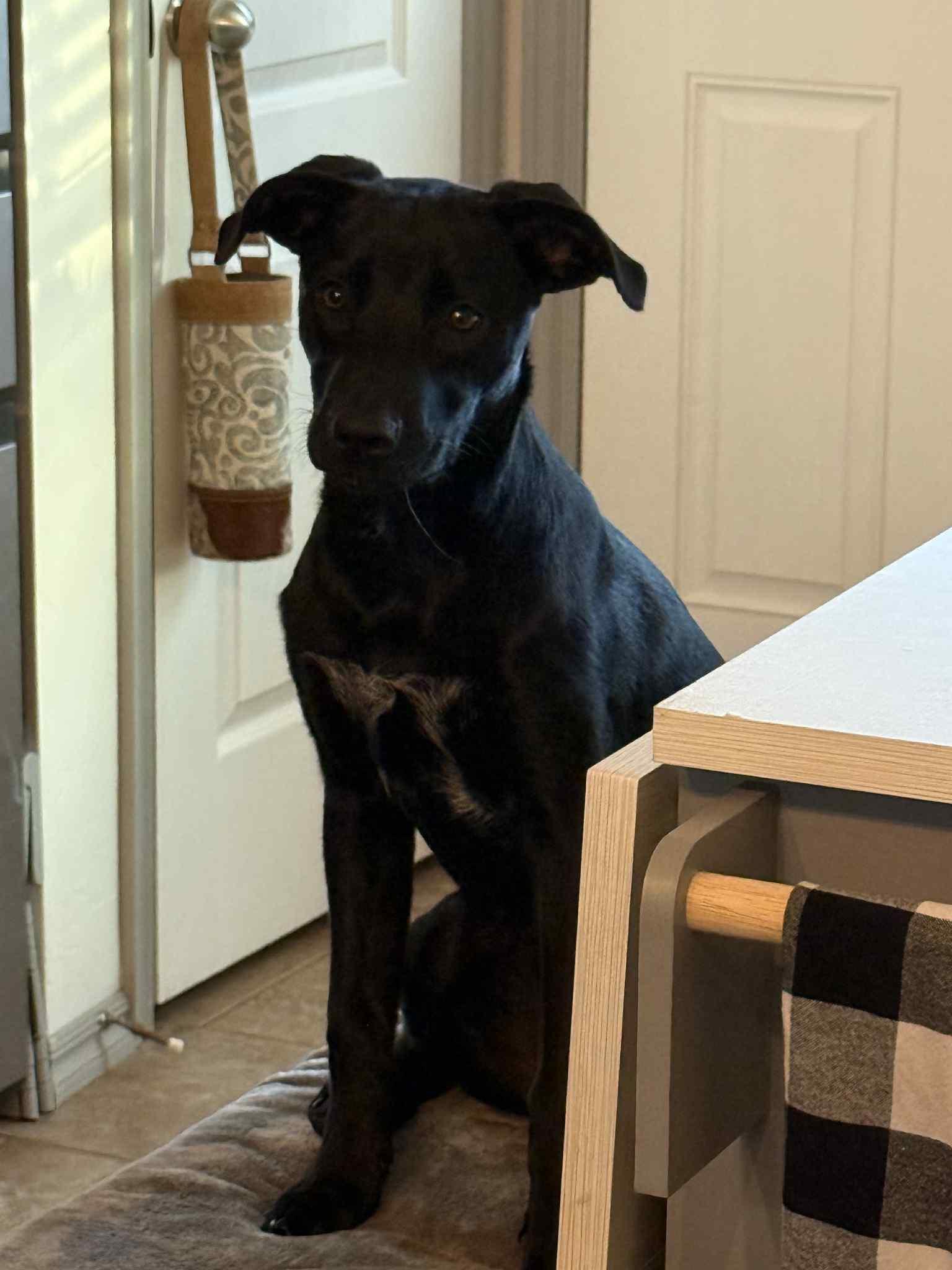 Enlarge Izzy, a Adoptable mixed breed in Meeker, OK image 3/6