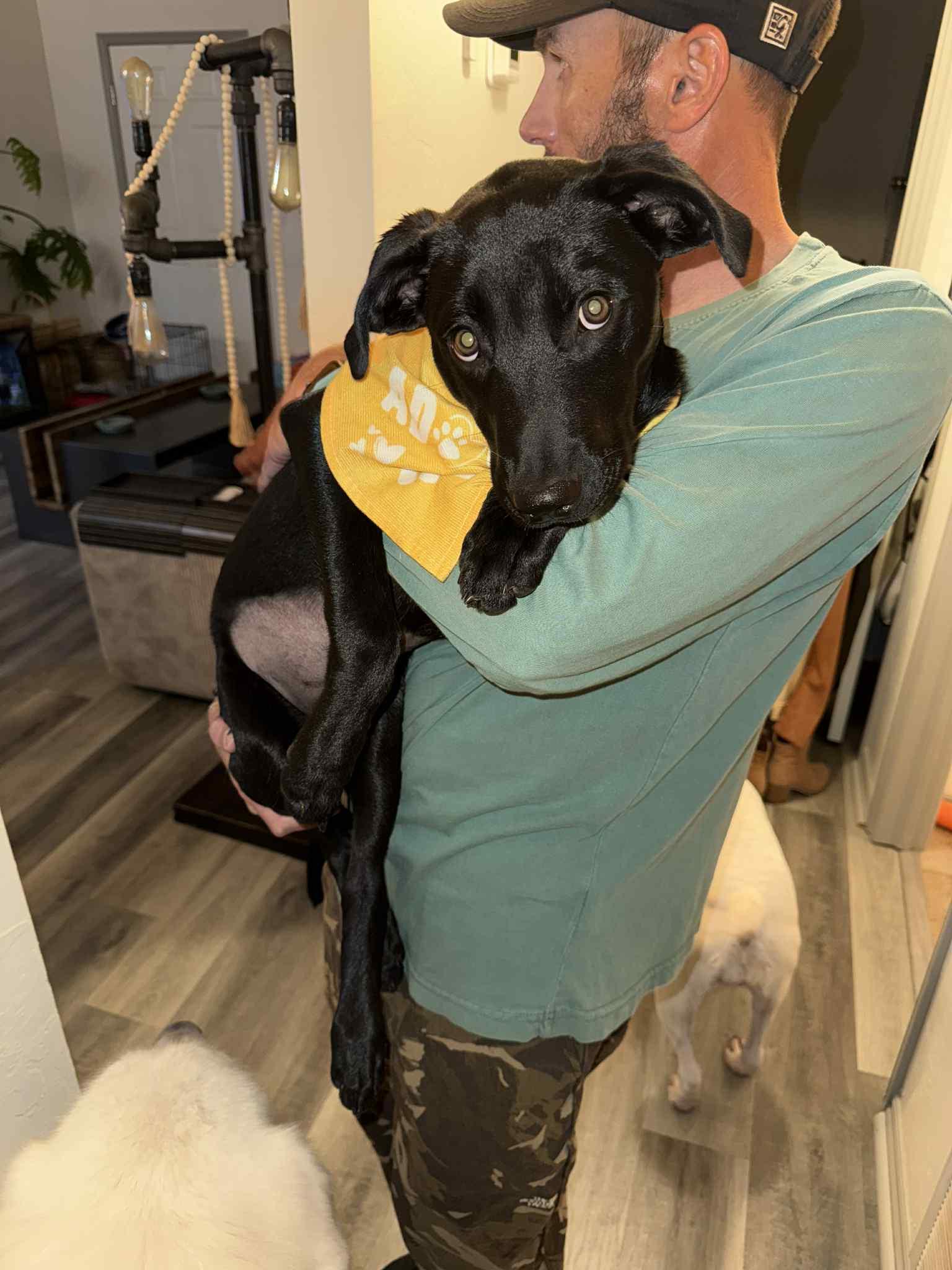 Enlarge Izzy, a Adoptable mixed breed in Meeker, OK image 4/6