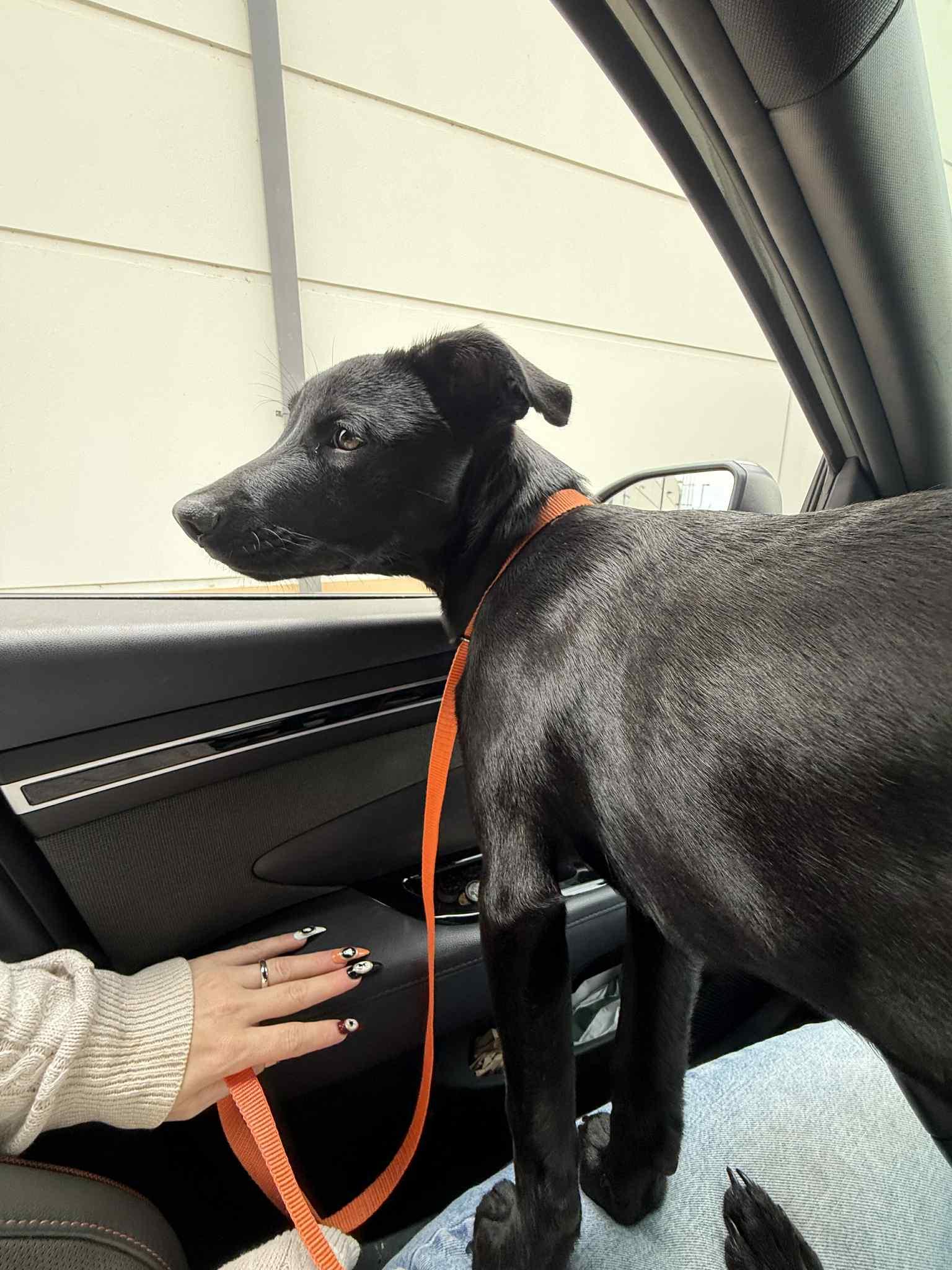 Enlarge Izzy, a Adoptable mixed breed in Meeker, OK image 5/6