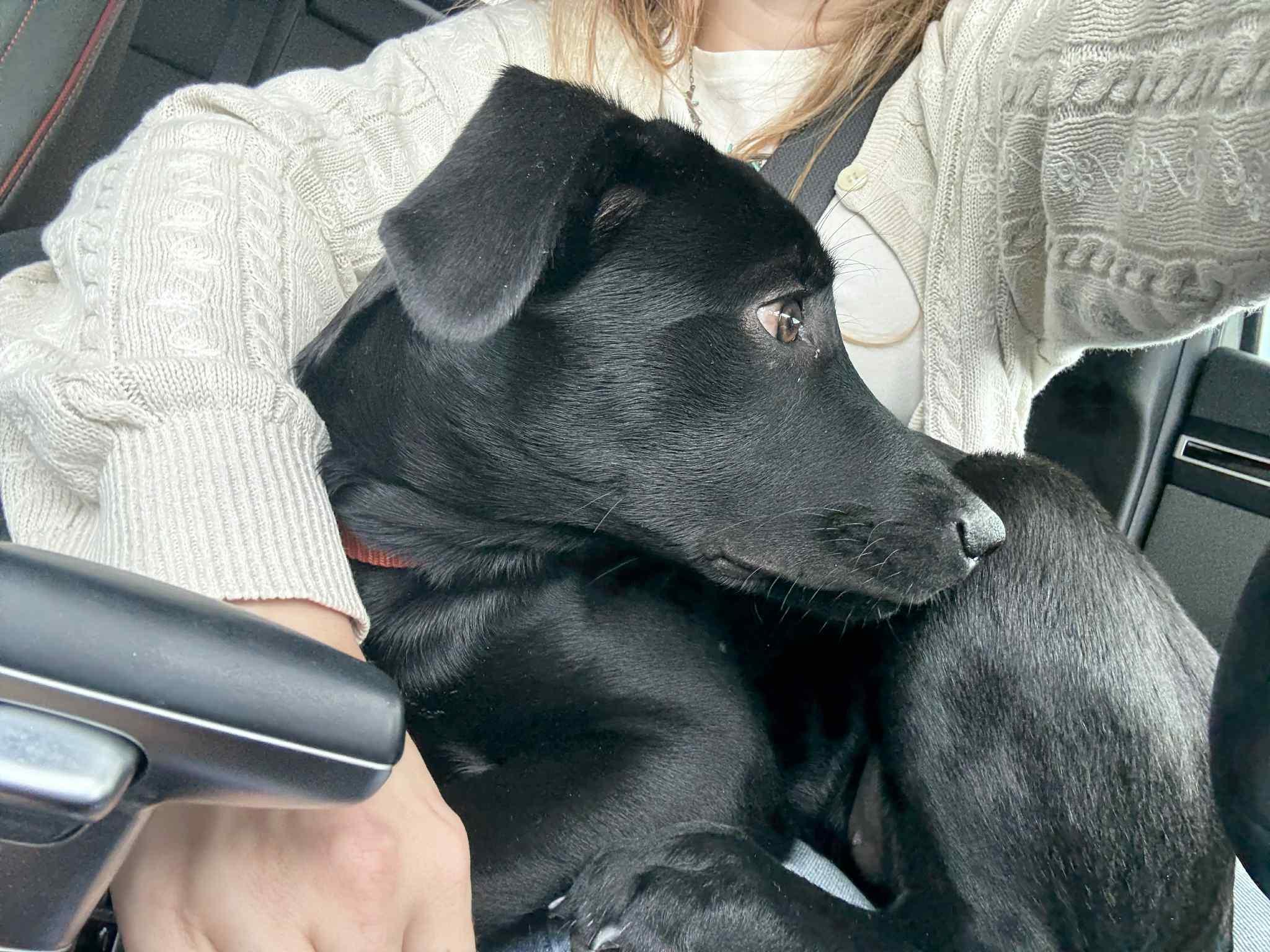 Enlarge Izzy, a Adoptable mixed breed in Meeker, OK image 6/6