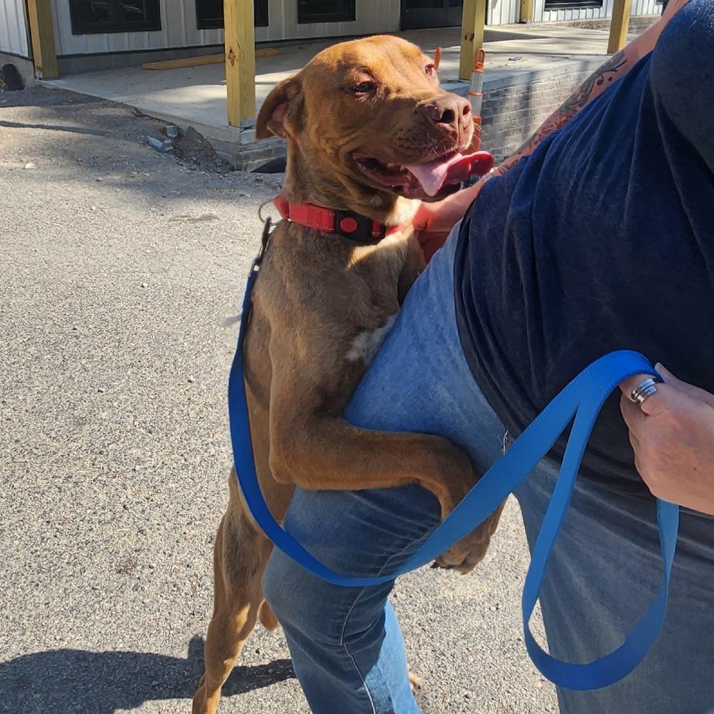 Enlarge Apollo, a Adoptable mixed breed in Evensville, TN image 1/6