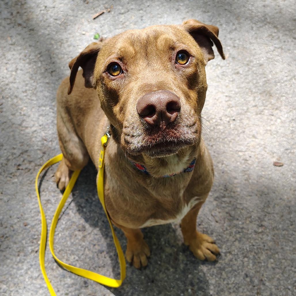 Enlarge Apollo, a Adoptable mixed breed in Evensville, TN image 2/6