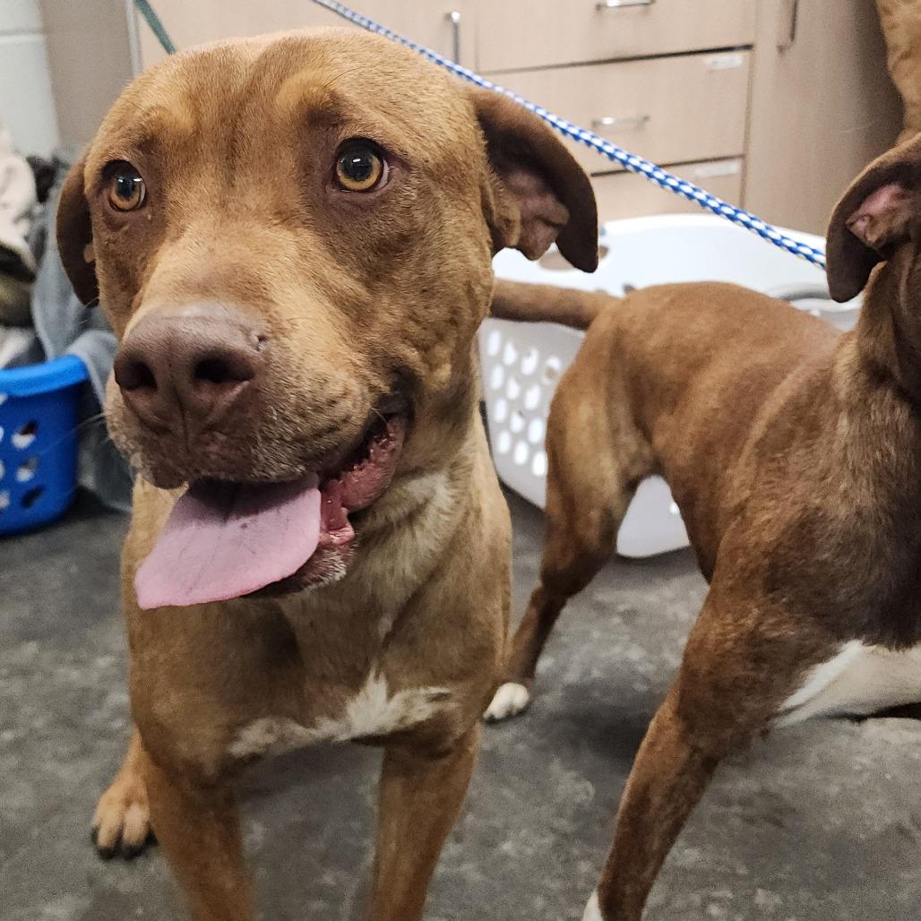 Apollo, Adoptable, Young Male Pit Bull Terrier & Mixed Breed.