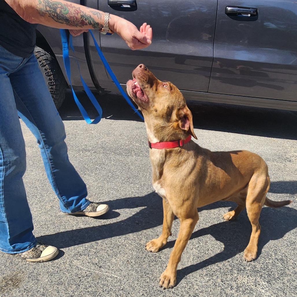 Enlarge Apollo, a Adoptable mixed breed in Evensville, TN image 4/6