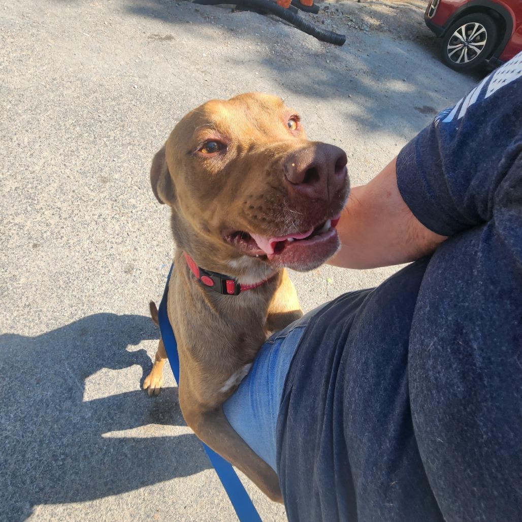 Enlarge Apollo, a Adoptable mixed breed in Evensville, TN image 5/6
