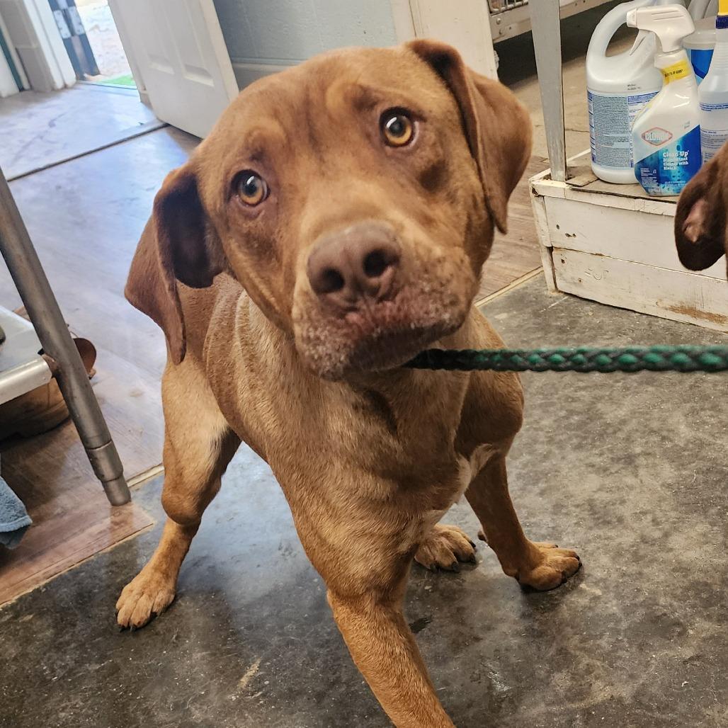 Enlarge Apollo, a Adoptable mixed breed in Evensville, TN image 2/2