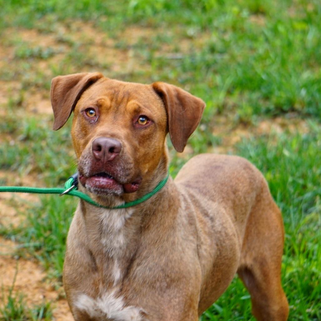 Apollo, a Adoptable mixed breed in Evensville, TN image 4/6