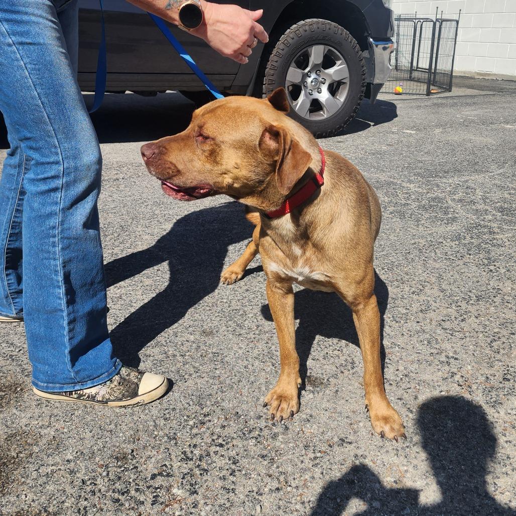 Apollo, a Adoptable mixed breed in Evensville, TN image 5/6