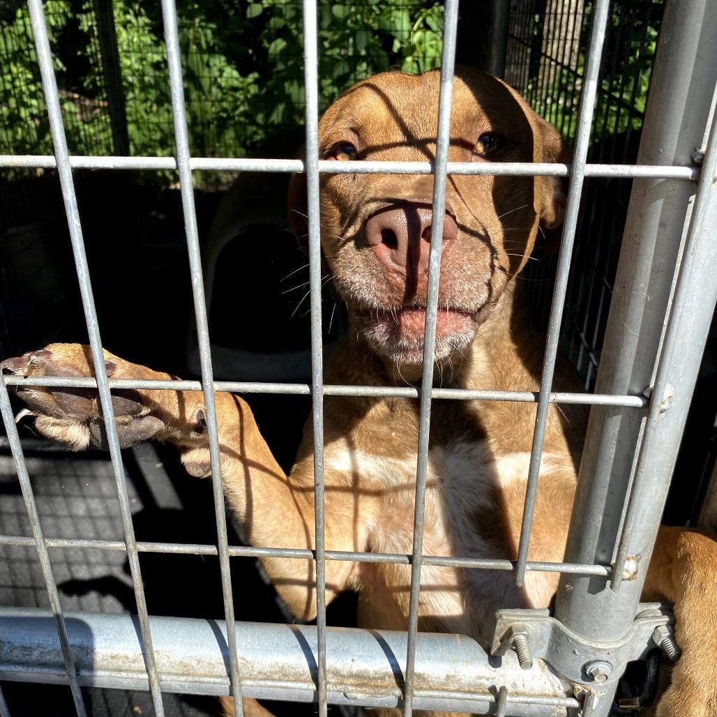 Apollo, a Adoptable mixed breed in Evensville, TN image 6/6