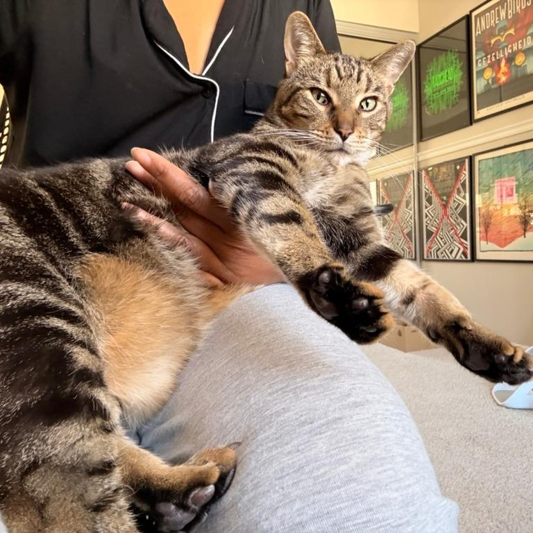 Enlarge Taz, a Adoptable Domestic Short Hair in Chicago, IL image 2/6