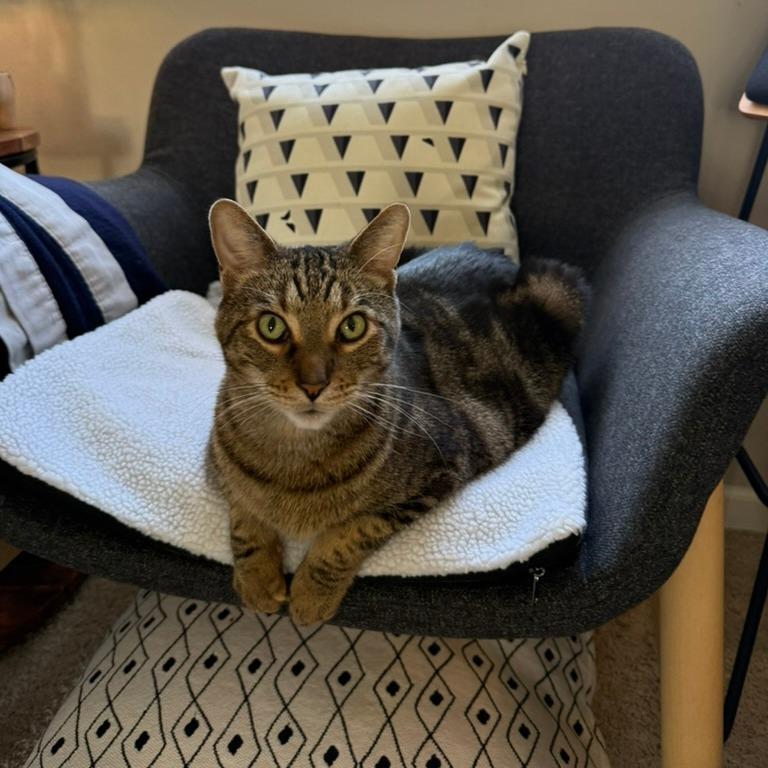 Enlarge Taz, a Adoptable Domestic Short Hair in Chicago, IL image 3/6