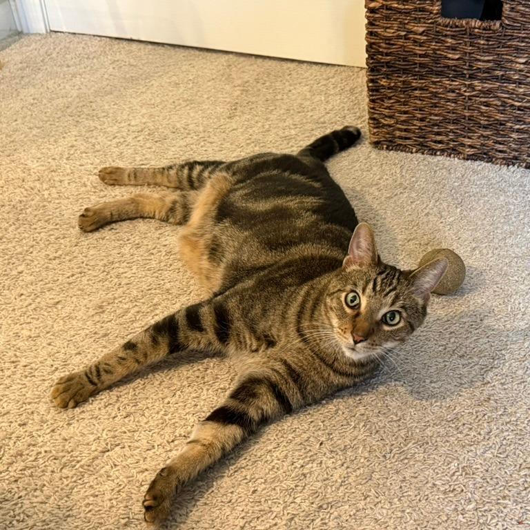 Enlarge Taz, a Adoptable Domestic Short Hair in Chicago, IL image 4/6