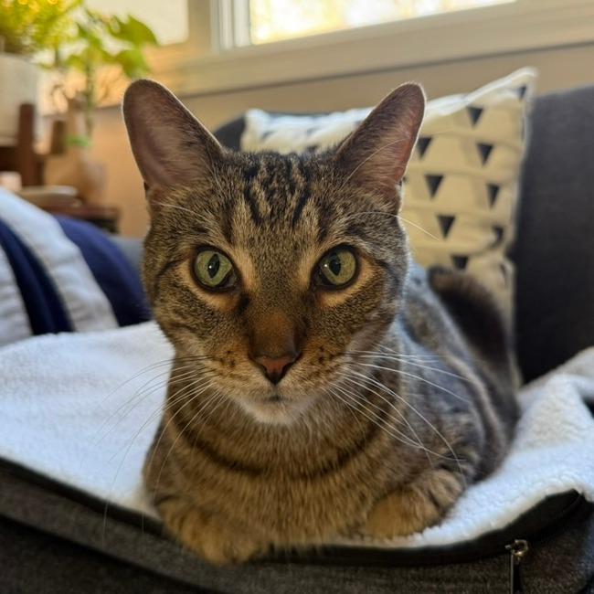 Enlarge Taz, a Adoptable Domestic Short Hair in Chicago, IL image 5/6