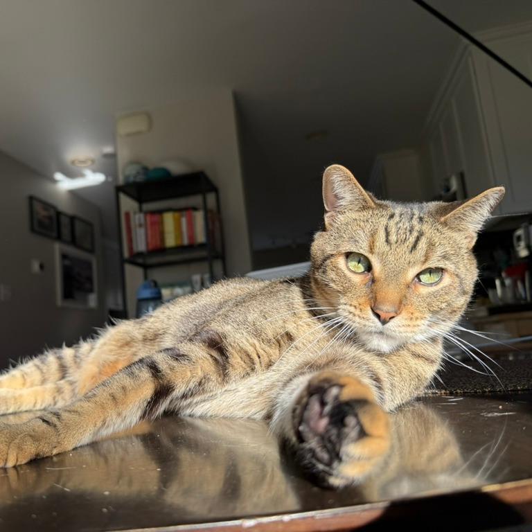 Enlarge Taz, a Adoptable Domestic Short Hair in Chicago, IL image 6/6