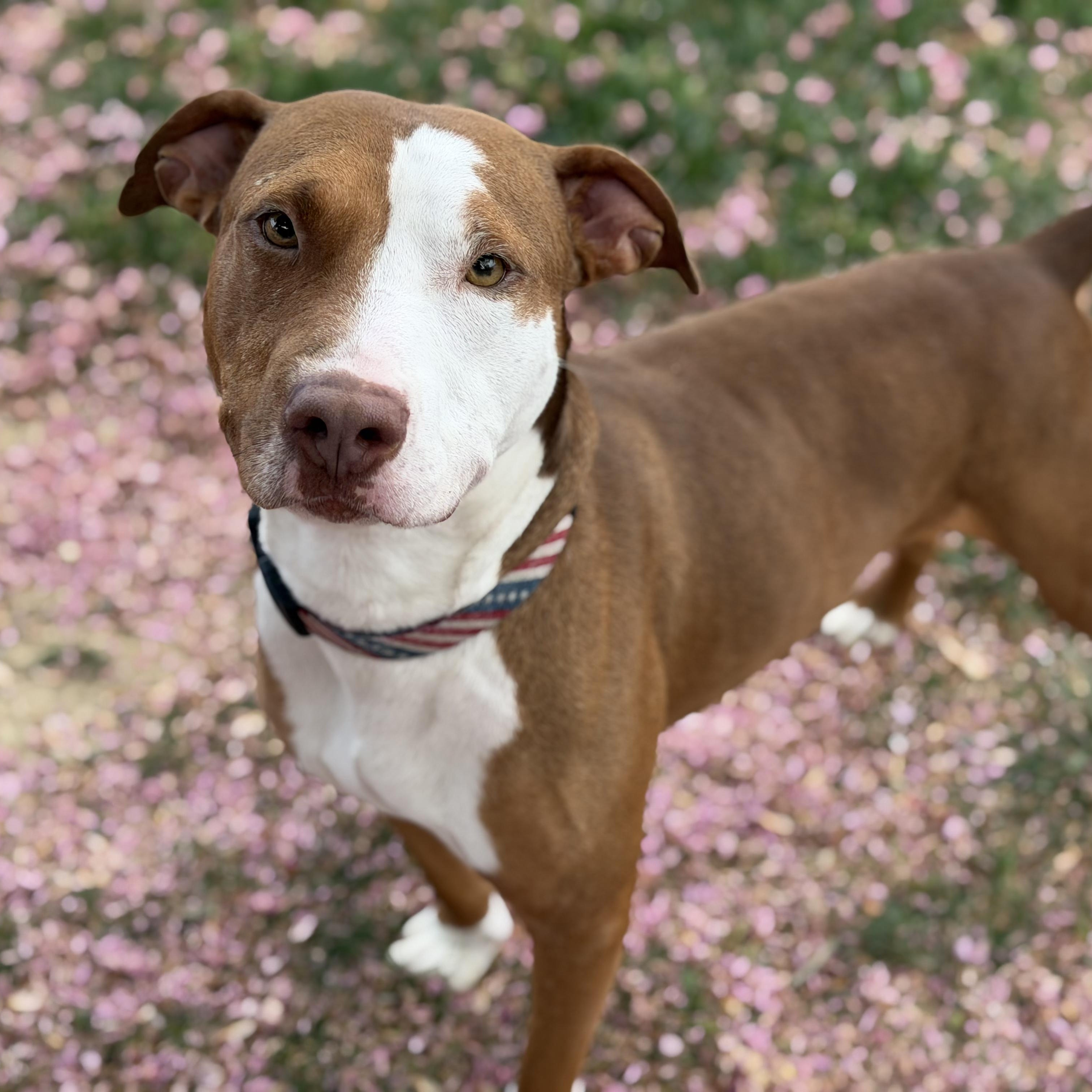 Enlarge 26-00345 DUKE, an adopted mixed breed in Fredericksburg, VA image 1/2