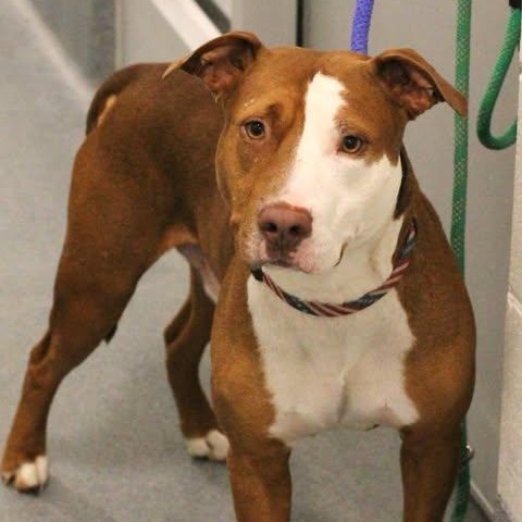 Enlarge 26-00345 DUKE, an adopted mixed breed in Fredericksburg, VA image 2/2