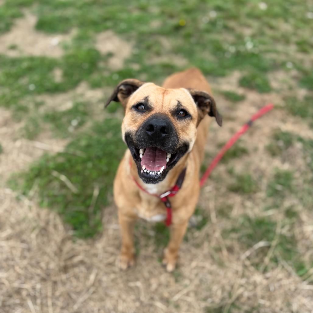Naomie Lynn, Adoptable, Adult Female Mixed Breed.