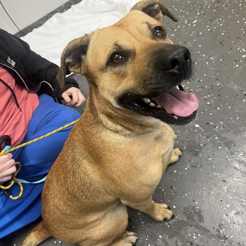 Naomie Lynn, a Adoptable Mixed Breed in Columbiana, AL image 2/6