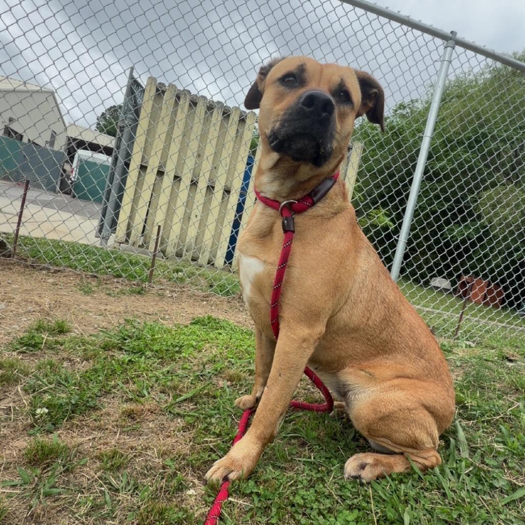Naomie Lynn, a Adoptable Mixed Breed in Columbiana, AL image 3/6