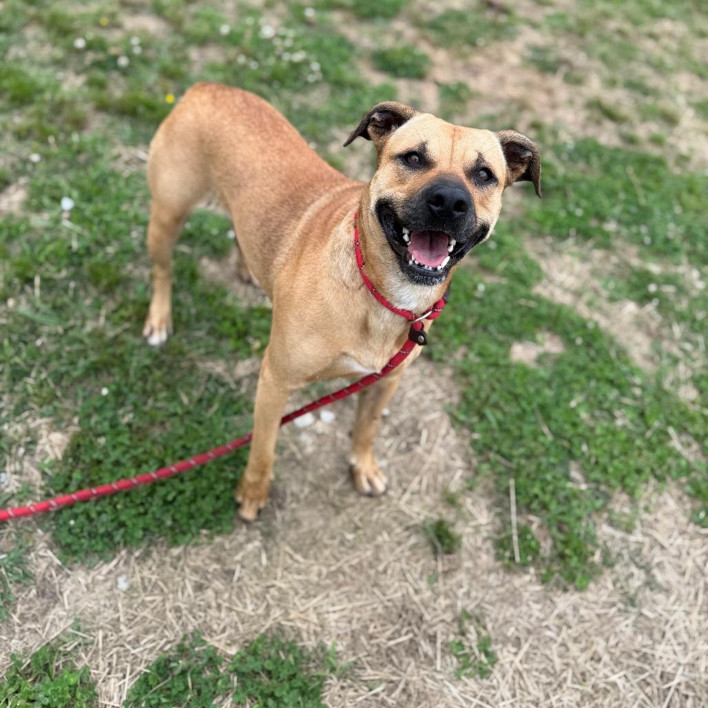 Naomie Lynn, a Adoptable Mixed Breed in Columbiana, AL image 5/6