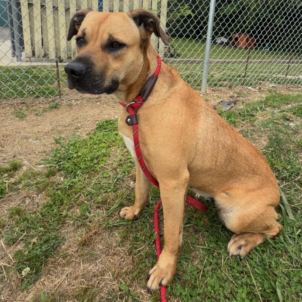 Naomie Lynn, a Adoptable Mixed Breed in Columbiana, AL image 6/6