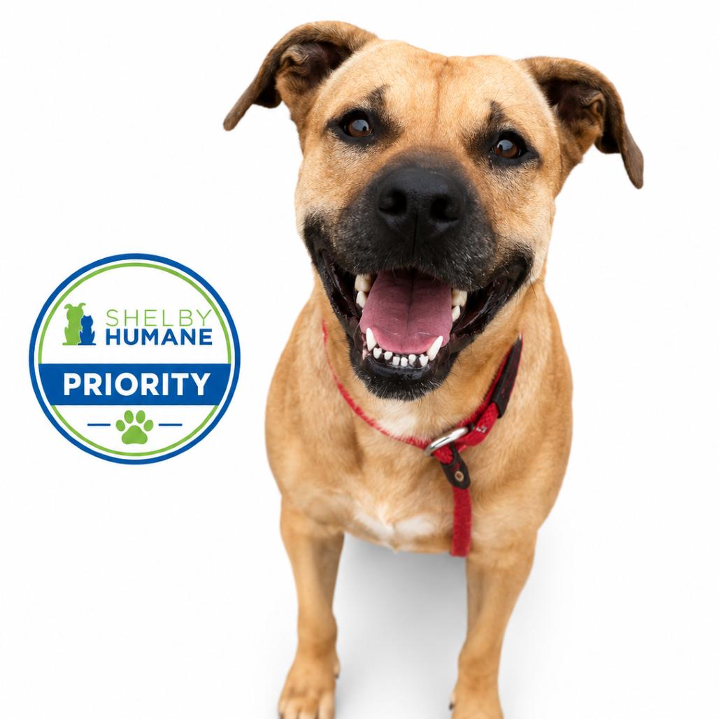 Naomie Lynn, a Adoptable Mixed Breed in Columbiana, AL image 5/6