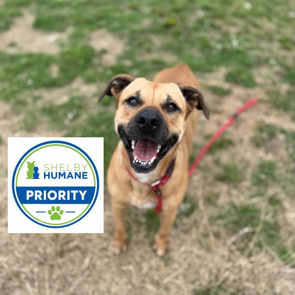 Naomie Lynn, a Adoptable Mixed Breed in Columbiana, AL image 6/6