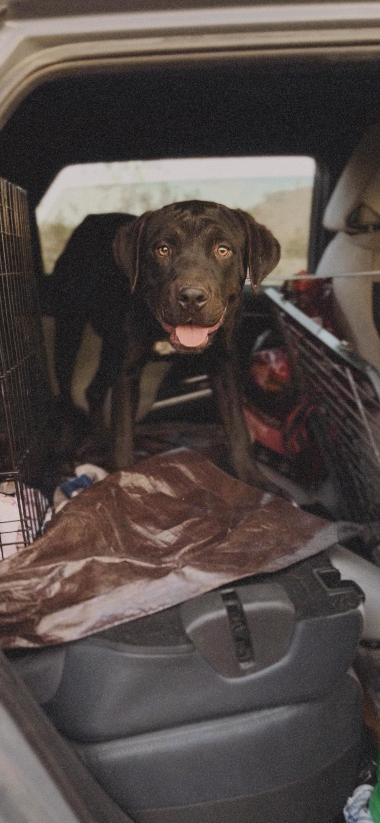 Bella, a Adoptable mixed breed in Palm desert, CA image 1/6