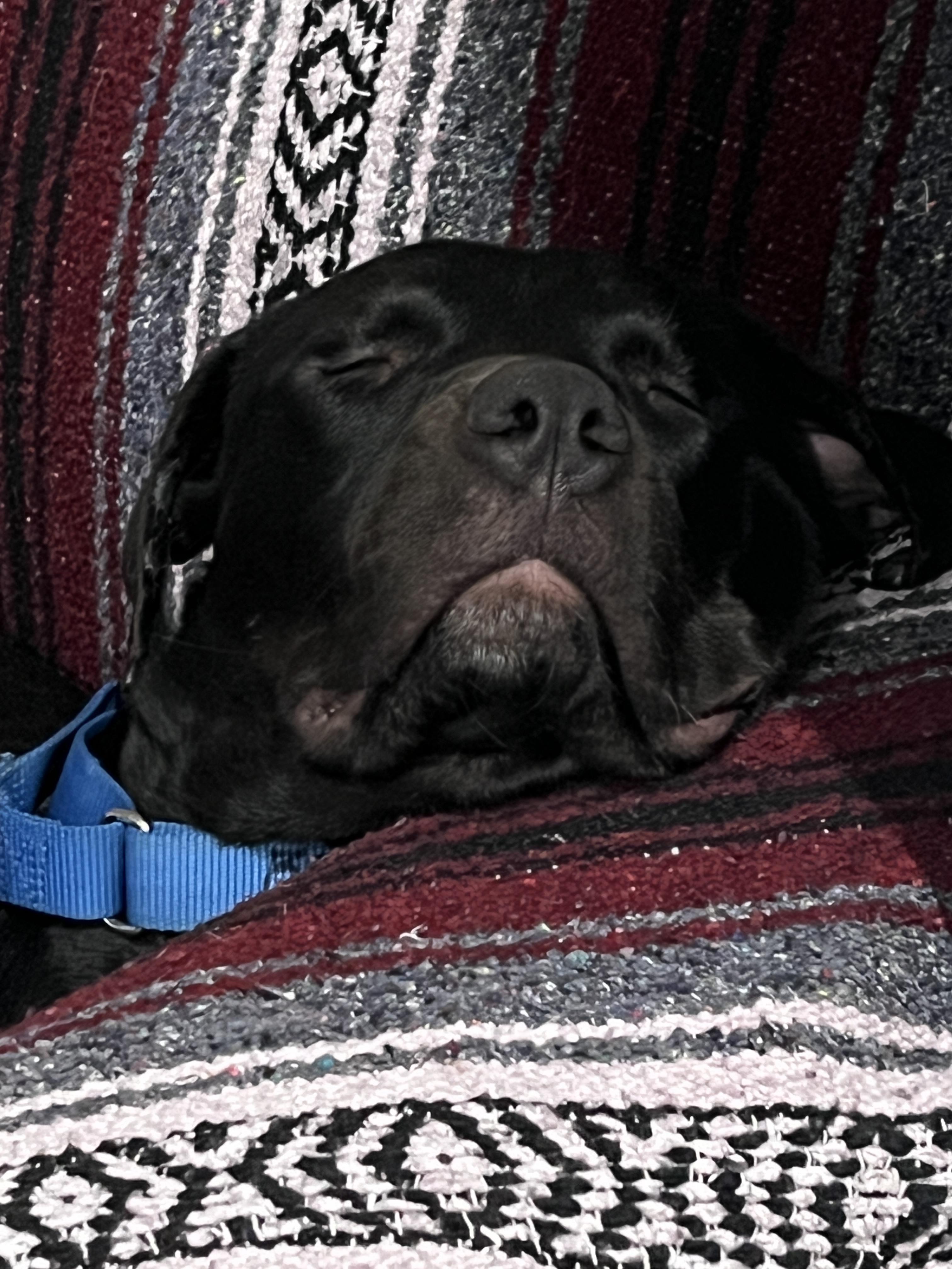 Bella, a Adoptable mixed breed in Palm desert, CA image 3/6