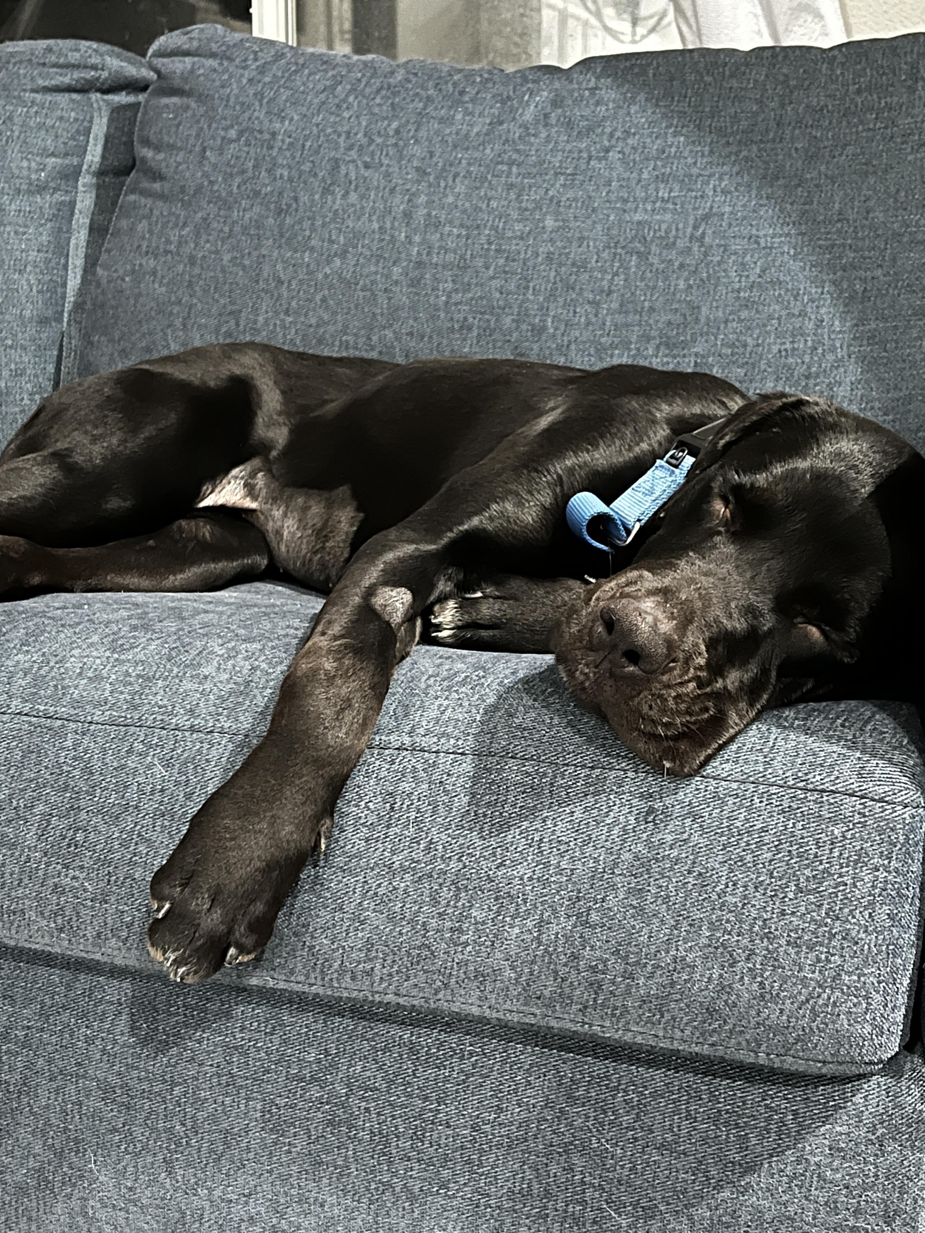 Bella, a Adoptable mixed breed in Palm desert, CA image 6/6