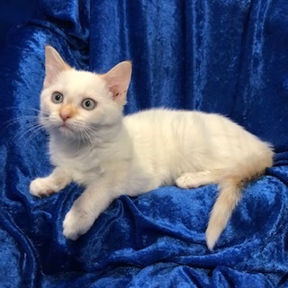 Rhia, a Adoptable mixed breed in Gainesville, FL image 1/3