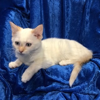 Rhia, a Adoptable mixed breed in Gainesville, FL image 2/3
