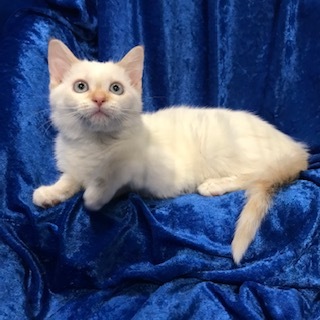 Rhia, a Adoptable mixed breed in Gainesville, FL image 3/3