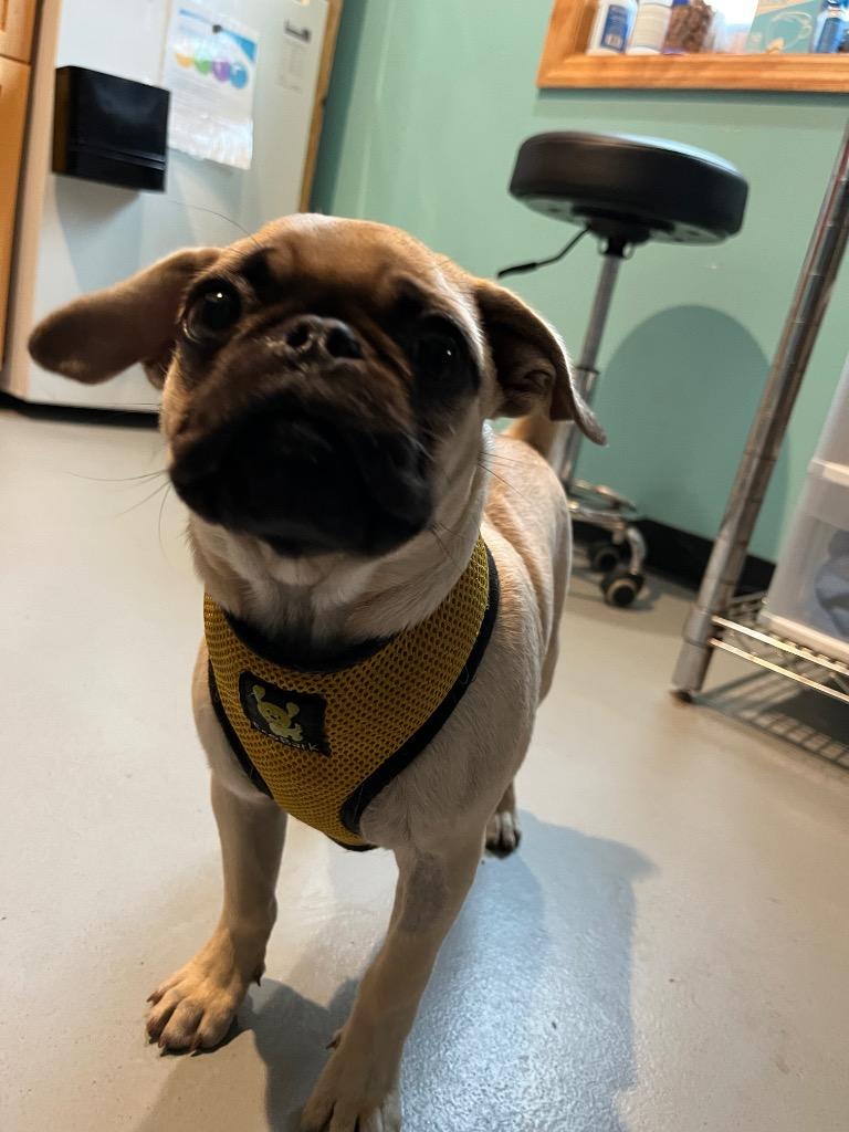 Enlarge HH3 Moe, a Adoptable Pug in Ashland, WI image 1/1