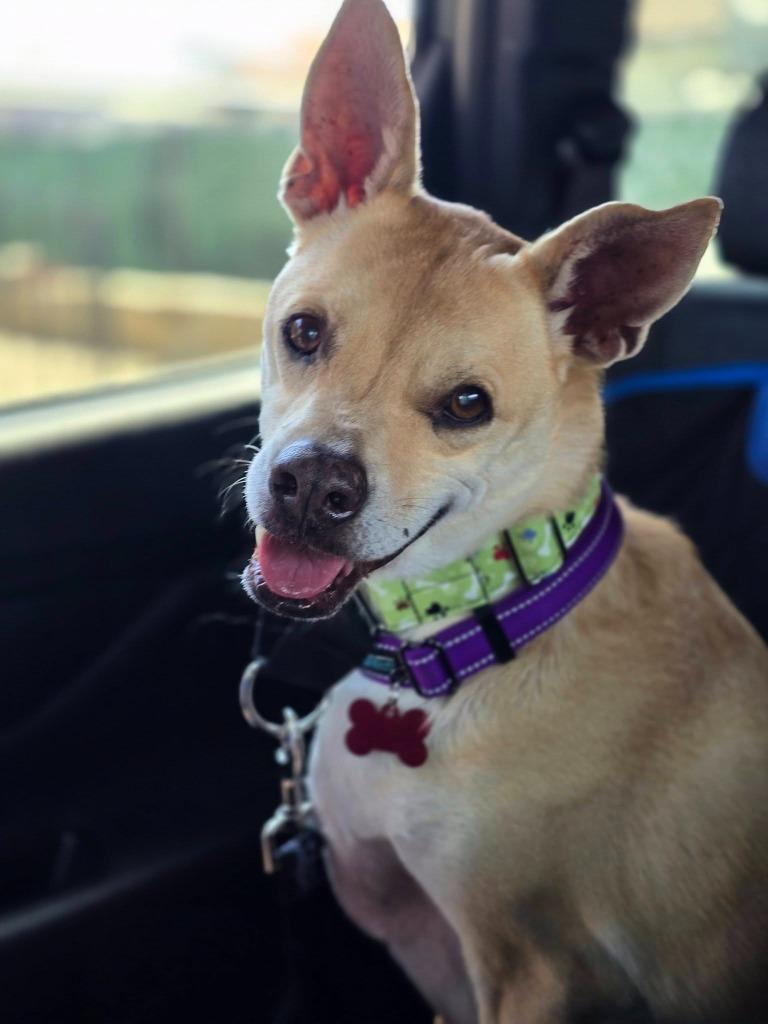 Enlarge Doc, a Adoptable mixed breed in El Cajon, CA image 3/4