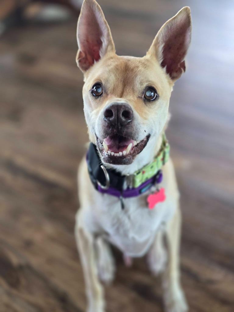 Enlarge Doc, a Adoptable mixed breed in El Cajon, CA image 4/4