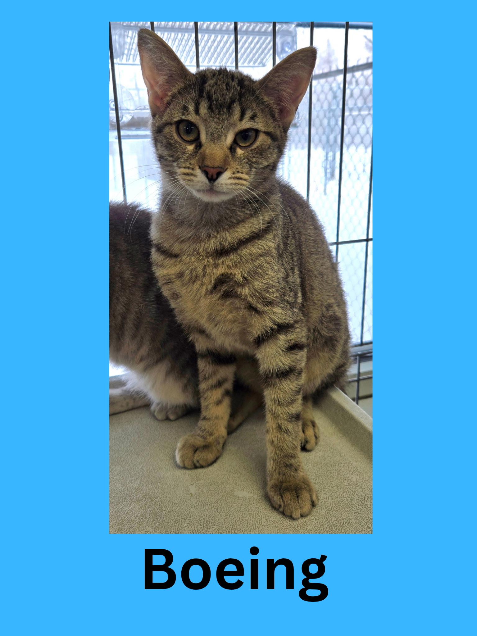 Enlarge Boeing, an adopted Domestic Short Hair in Ravenna, OH image 1/1