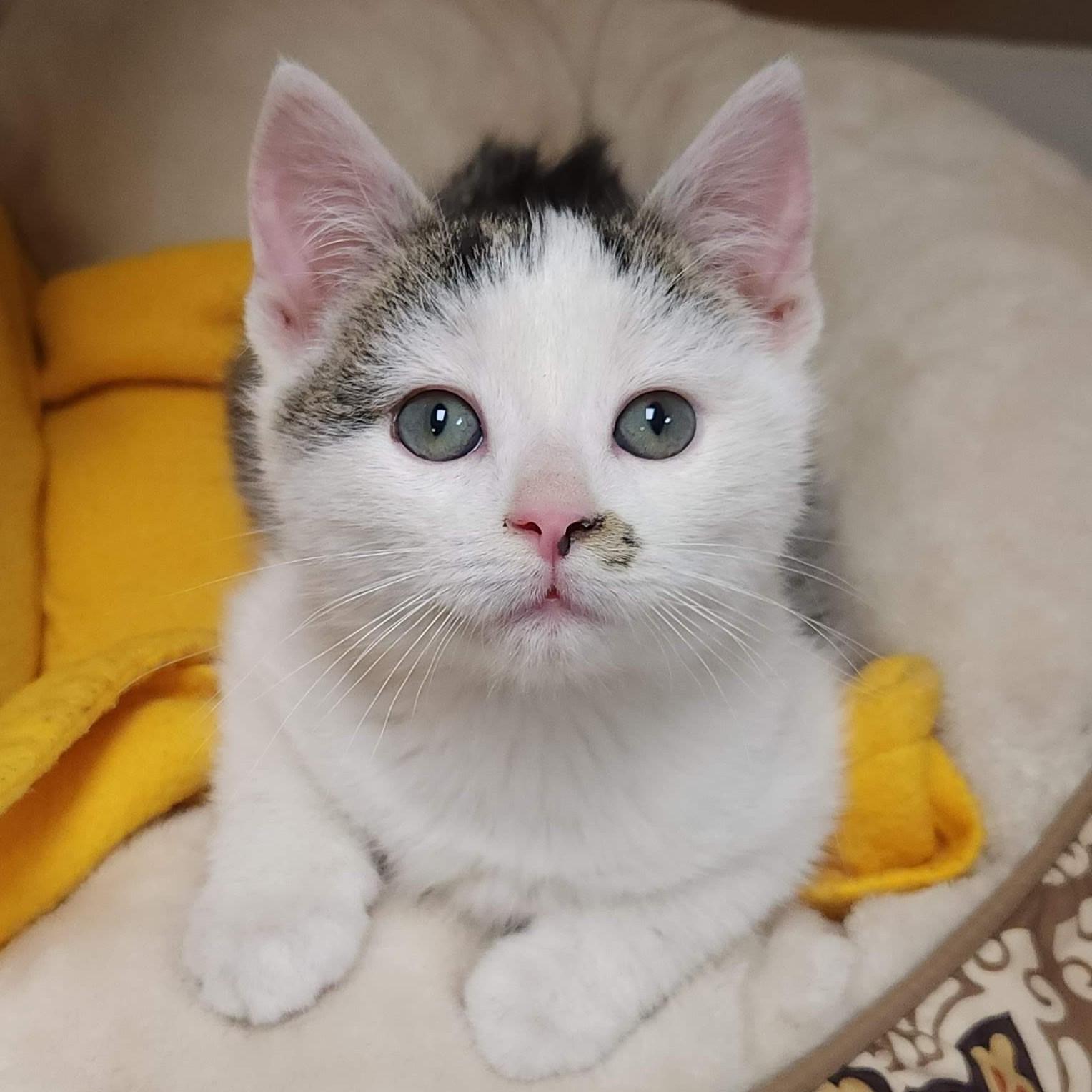 Clarinet & Bassoon, a Adoptable Domestic Short Hair in Marshfield, WI image 2/6