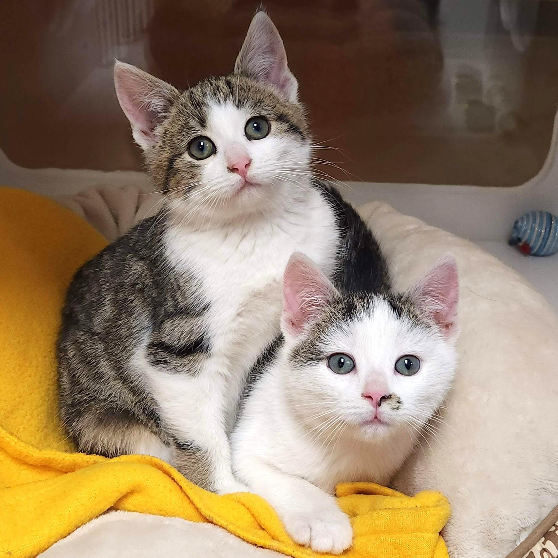 Clarinet & Bassoon, Adoptable, Kitten Male Domestic Short Hair.