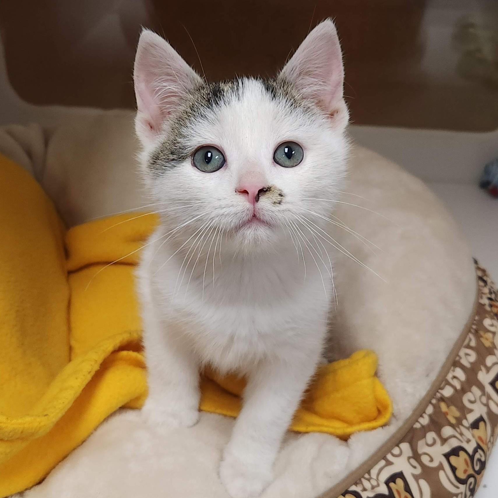 Clarinet & Bassoon, a Adoptable Domestic Short Hair in Marshfield, WI image 4/6