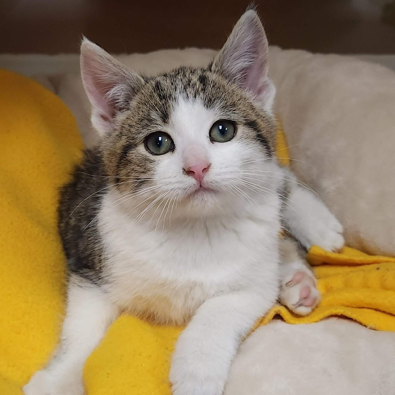 Clarinet & Bassoon, a Adoptable Domestic Short Hair in Marshfield, WI image 3/6
