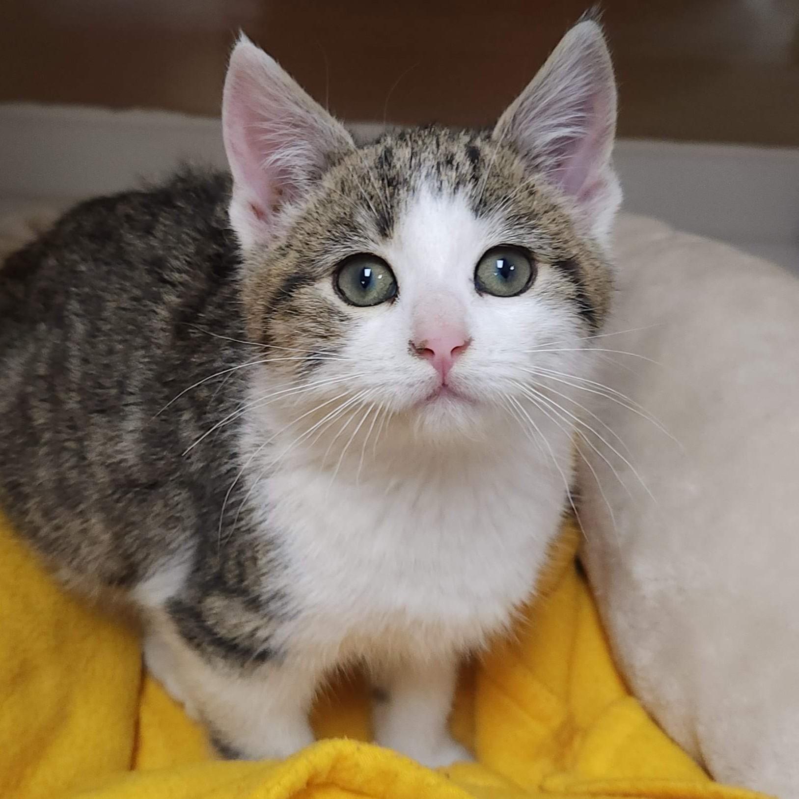 Clarinet & Bassoon, a Adoptable Domestic Short Hair in Marshfield, WI image 5/6
