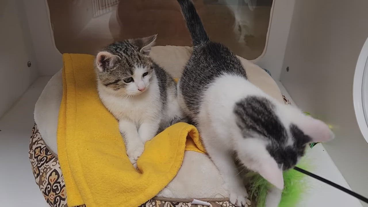 Enlarge Clarinet & Bassoon, a Adoptable Domestic Short Hair in Marshfield, WI video 6/6