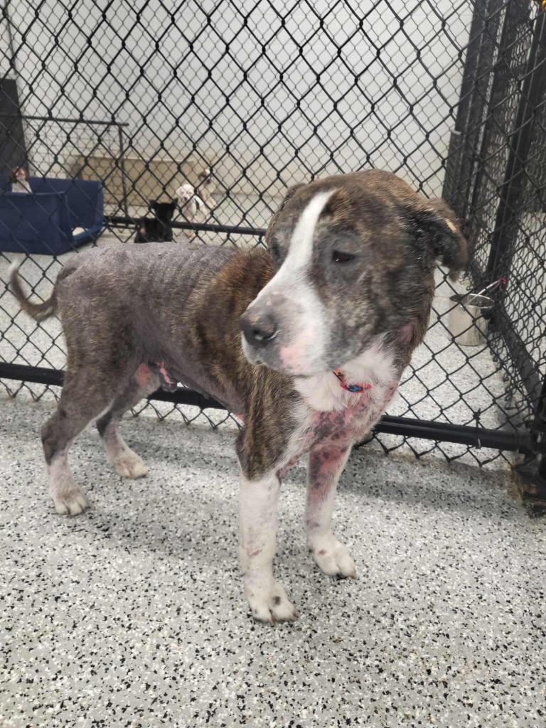 Buddy, Adoptable, Senior Male Mastiff.